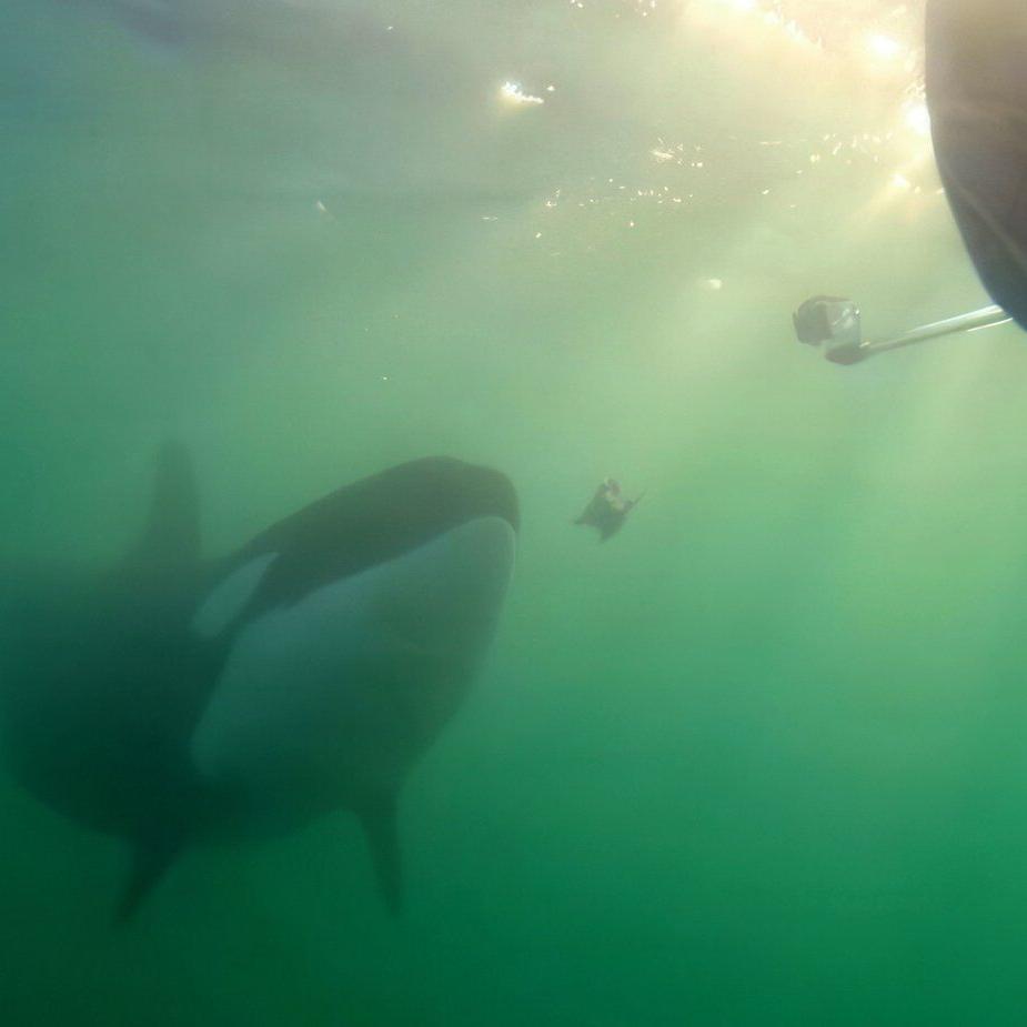 Orcas sharing prey with humans may be trying to learn 'who we are,' researcher says